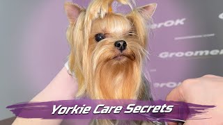 Grooming Yorkshire | Revealing Professional Yorkshire Terrier Care | Transform Your Yorkie's Look