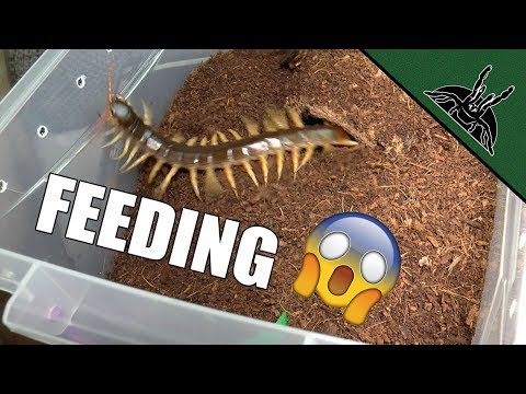 FEEDING THE DEVIL | Spiders and Centipede