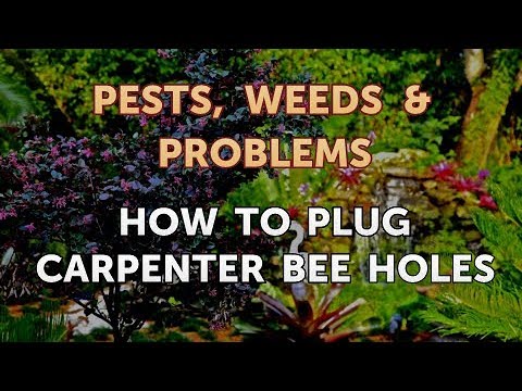 فيديو: كيف يمكنك سد الثقوب في النحل الحفار؟