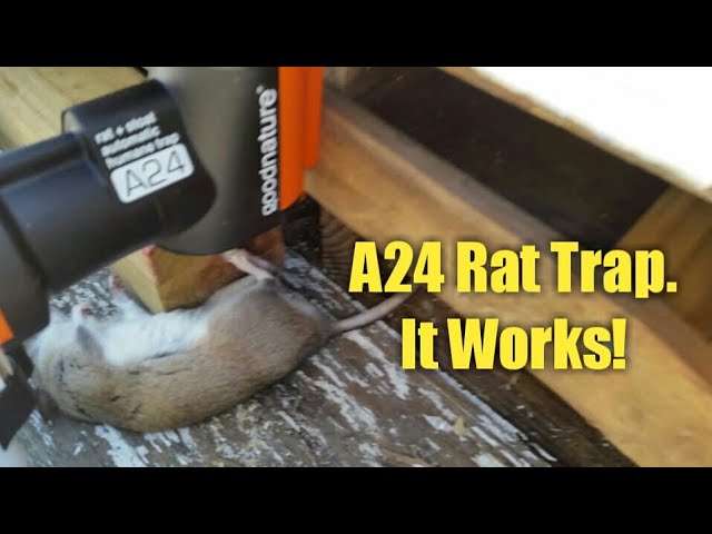 What is a humane mouse trap, and why does it matter? · Goodnature