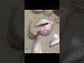 La corrida del largo en Cuba 🇨🇺 ¿Hay o no hay pescado?
