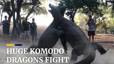 Two huge Komodo dragons fight onIndonesian island.