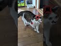 #💢おら〜💢 #さくらたん #cat #ねこ #😾😾 #シッポがモフってしまった
