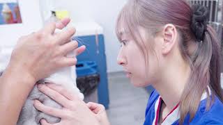 Pets Central Veterinary Academy | 助護一天的工作記錄 | One Day of A Veterinary Assistant