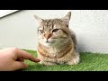 香箱座りの隙間に指ズボしてみたら…