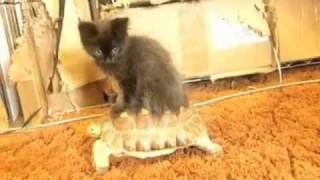 Kitten Riding a Tortoise 3.0