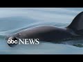 The race to save the last of the Vaquita l Nightline