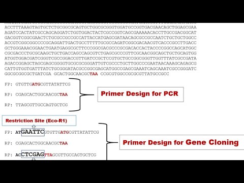 Primer Design Guide for PCR & Gene Cloning | Step-by-Step Explained ...