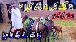 1 بکری سے 2 گھنٹے میں 4 لاکھ کمایا ؟