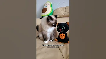 Сколько котят может родить кошка за один раз