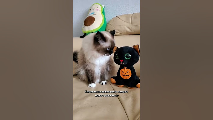 Сколько котят может родить кошка за один раз