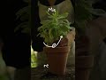 Journal Lifestyle Plant Care YouTube Shorts in White and Green  #sunrisemagic  #travelvlog  #sunset