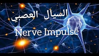 السيال العصبي  Nerve Impulse Animation