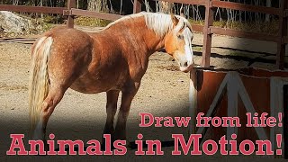 Draw from Life - Animals in Motion #17 - Horse by Animal Drawing References 29 views 9 days ago 14 minutes, 46 seconds