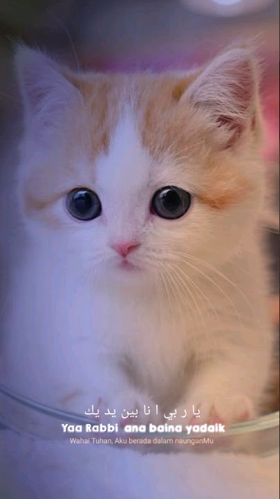 Ya Robbi ana Baina Yadaik (lirik sholawat) #statuswhatsapp