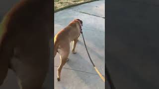 Bullmastiff at park. LonelyCreek bullmastiff #puppytraining