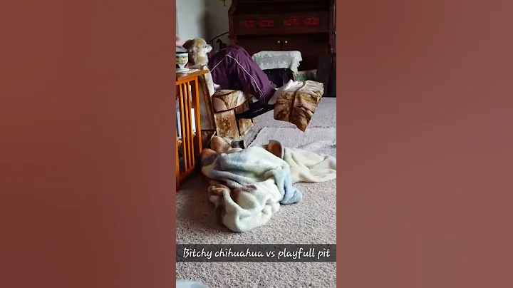 Bitchy chihuahua vs playful pitbull - DayDayNews