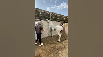 فحل قوي ماشاء الله 