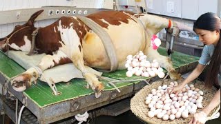 How Cow Give Birth Baby Calf Being Born Cure Cows Milking Farming​ Pretty Girl Farm #Withme​