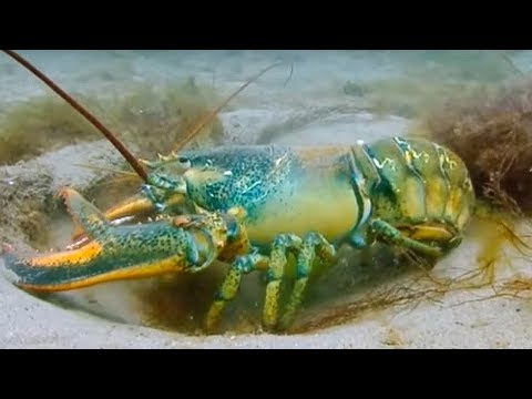 Breeding Lobsters at war - Blue Planet - BBC Earth