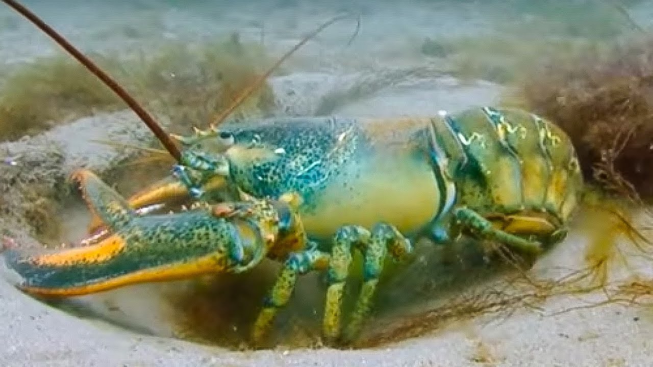 ⁣Lobsters Fighting to Breed | Blue Planet | BBC Earth