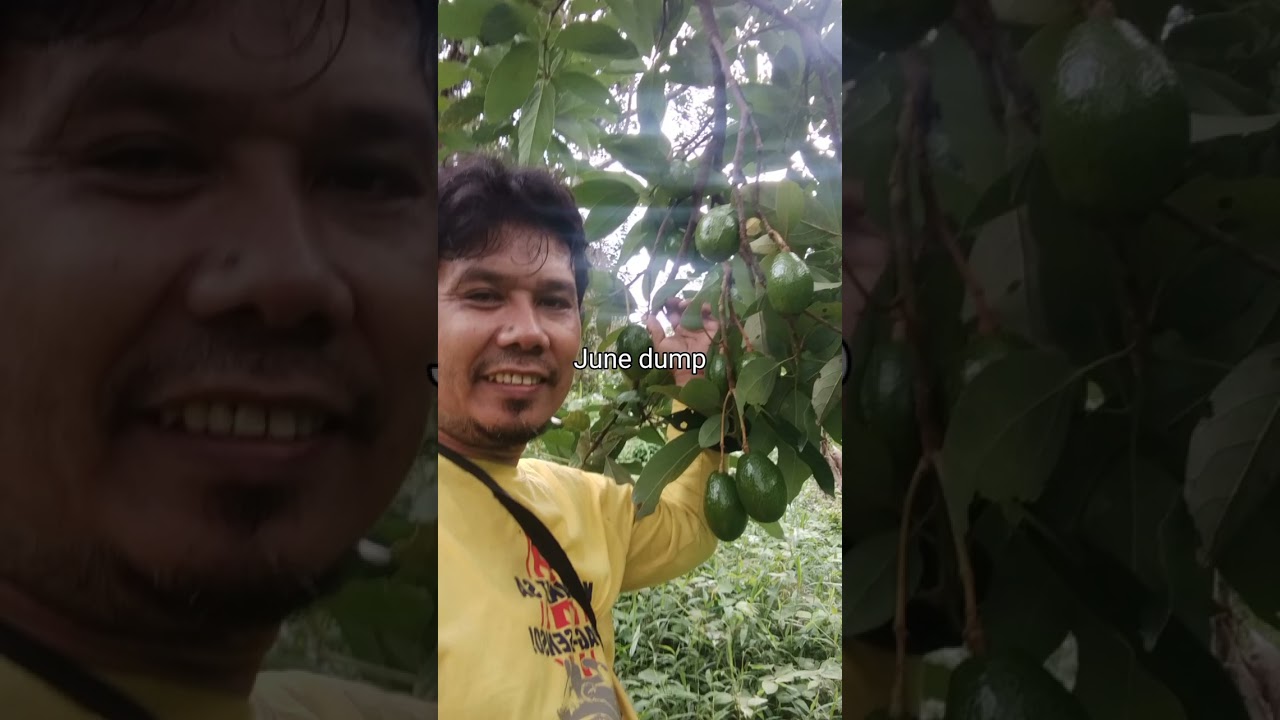 Ganitong paraan ang mag harvest ng kape robusta 