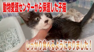 ねずみ捕りにかかった子猫達ご飯をモリモリ食べてます【Kittens】