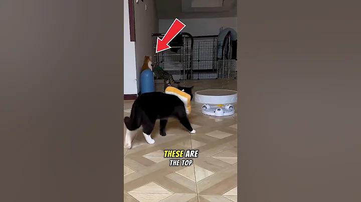 Watch the video about These Cats Are Training for the WWE 😂#animals #cat #shorts #caketraining #funny #awezchaitrend