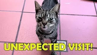 A pregnant kitten showed up at my door by PETS MASCOTAS CATS & DOGS 26 views 3 months ago 4 minutes, 34 seconds