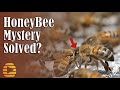Honey bee apis mellifera washboarding mystery solved dr tom seeley is right