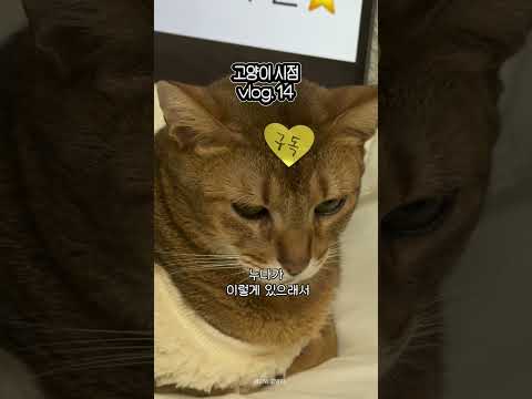 알고리즘아, 제발 나 좀 봐!! 누나가 또 이상한거 시켰어요 - 고양이 시점 vlog.14