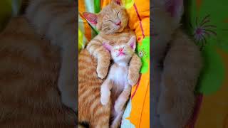 #catlovers #funnycat #funnykitten #animallover #kitten #kittensleeping