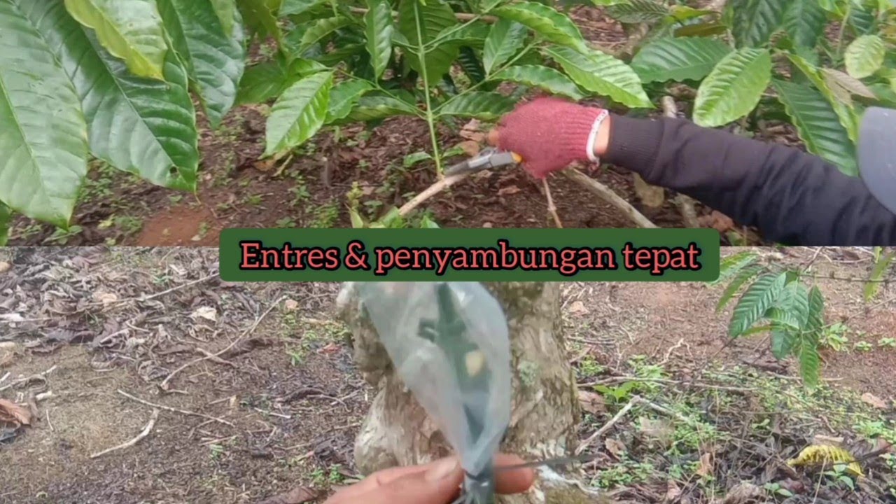 CARA MEMILIH ENTRES & SAMBUNG/STEK KOPI YG TEPAT