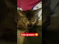 #humor #gatos #sarcas #cat #yosoydelos7mil #automobile #reflexion #shortsviral #kitten