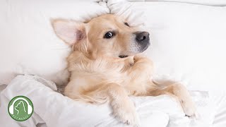 Relaxing music for dogs🐶Stress Relief Music,Relaxation Music🎵Dog's Favorite Music. by My Pet Music 30,956 views 7 months ago 10 hours, 20 minutes