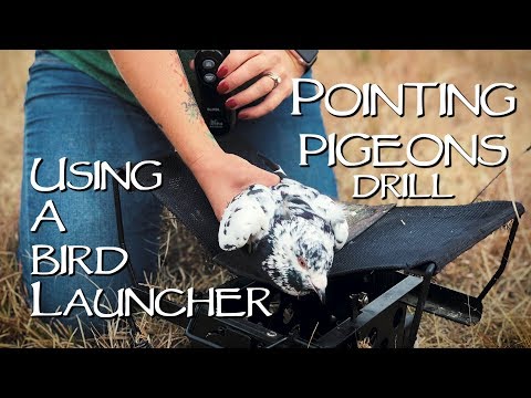 pointing-pigeons-drill-using-bird-launchers:-part-1---upland-bird-dog-training