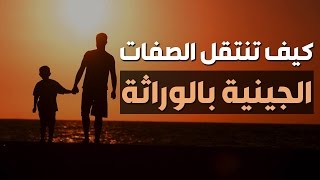 كيف تنتقل الصفات الجينية بالوراثة