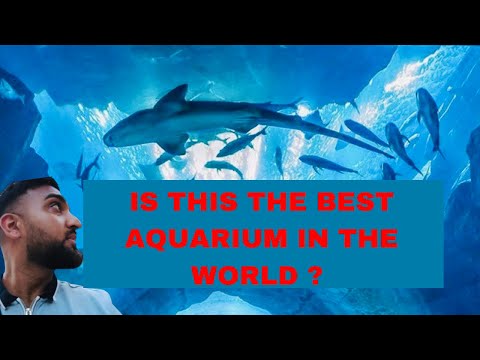 Underwater Zoo & Aquarium in Dubai Mall