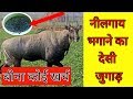 नीलगाय भगाने का देसी जुगाड़ || nilgai bhagne ka desi jugad || innovative farmers