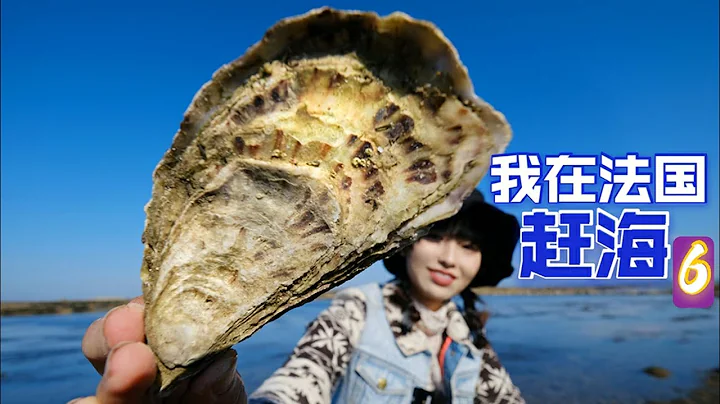法国赶海老司机带我挖蚝, 免费生蚝无限吃，肥美爆浆 | 赶海 | 生蚝 | 海鲜 | 螃蟹 | 法国 | 农村 | 美食 | - 天天要闻