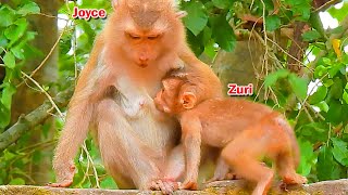 Unbelievable.! Tiny Zuri dares to steal drink milk from Joyce while Zuri is very hungry