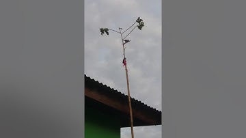 Cara pikat perkutut yg benar.biar mudah dapat perkutut liar.