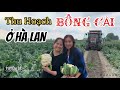 NGHỀ NÔNG BÊN HÀ LAN 🇳🇱 RA SAO | Tập 103