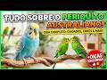 SEGREDO DO PERIQUITO AUSTRALIANO