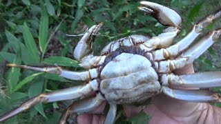 I was lurking ... an incredible crab and a giant blue crayfish ...