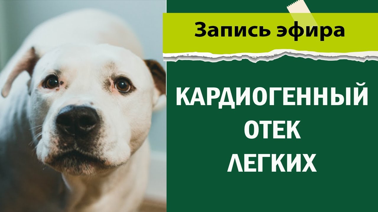 Кардиогенный отек легких. Полный обзор от ветеринара.