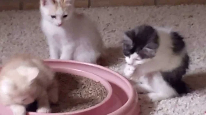 Video 1302571: japanese bobtail kittens, bobtail kittens playing, bobtail male