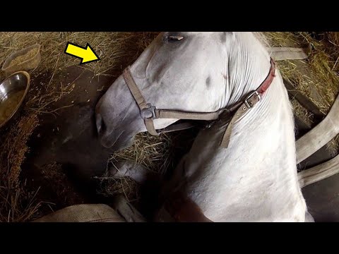 Video: Oliko siemenheimolla hevosia?