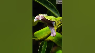 Green python 🐍 wait for it .#shorts