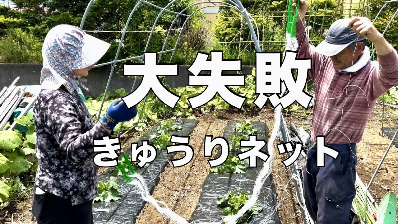 きゅうり の ネット
